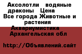Аксолотли / водяные драконы › Цена ­ 500 - Все города Животные и растения » Аквариумистика   . Архангельская обл.